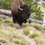 Bison