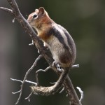 Golden Mantled Ground Squirrel