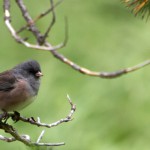 Junco