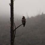 Juvenile Bald Eagle
