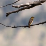 juvenile western tananger