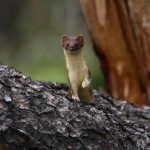 Long Tailed Weasel