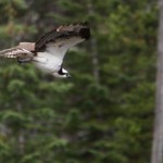Osprey In Flight