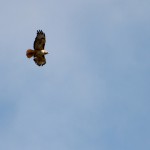red tailed hawk