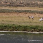 Sandhill Cranes