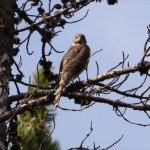 Sharp-Shinned Hawk