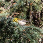 townsend’s warbler