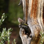 White Crowned Sparrow