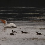 White Pelican
